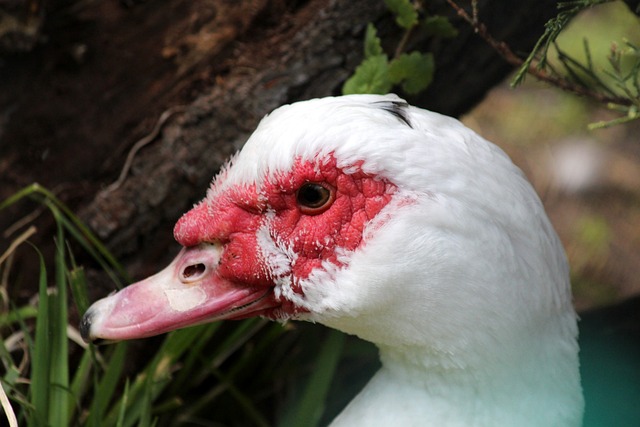 重要困境 重要困境